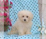 Small Maltese