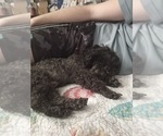 Small Photo #1 Poodle (Toy) Puppy For Sale in CHADBOURN, NC, USA