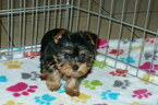Small Photo #5 Yorkshire Terrier Puppy For Sale in ORO VALLEY, AZ, USA