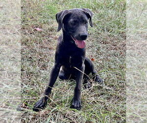 American Staffordshire Terrier-Border Collie Mix Dogs for adoption in FRAMINGHAM, MA, USA