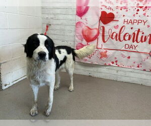 Border Saint Dogs for adoption in San Bernardino, CA, USA