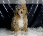 Small Photo #45 Poodle (Miniature) Puppy For Sale in WARSAW, IN, USA