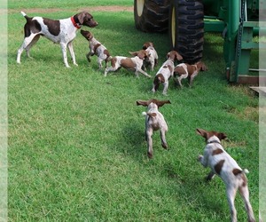 German Shorthaired Pointer Puppy for sale in RUTHERFORDTON, NC, USA