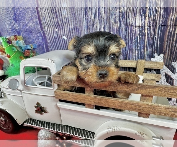 Medium Photo #6 Yorkshire Terrier Puppy For Sale in CASSVILLE, MO, USA
