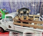 Small #5 Yorkshire Terrier