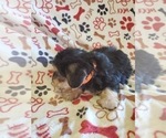 Small Photo #10 Morkie-Yorkshire Terrier Mix Puppy For Sale in HAMPTON, VA, USA