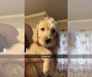 Labradoodle Puppy for sale in HUMBLE, TX, USA