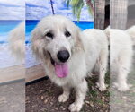 Small #1 Great Pyrenees