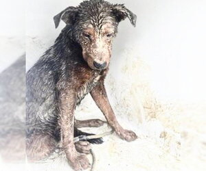 German Shepherd Dog-Unknown Mix Dogs for adoption in Houston, TX, USA