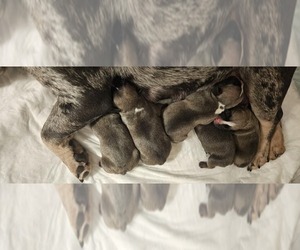 French Bulldog Litter for sale in MORGANTOWN, PA, USA