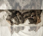 Image preview for Ad Listing. Nickname: Litter of 4