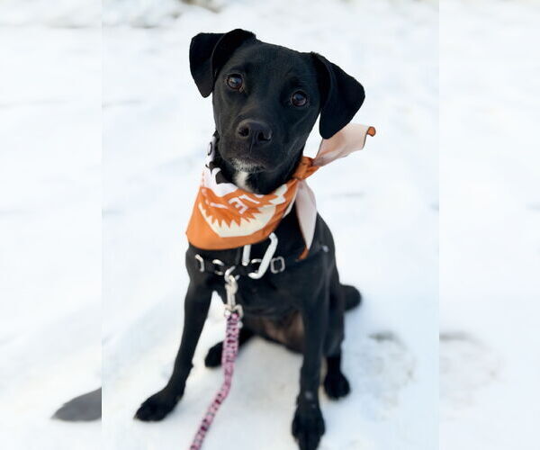 Medium Photo #2 Labrador Retriever-Unknown Mix Puppy For Sale in West Cornwall, CT, USA