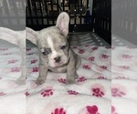 Puppy Shortcake French Bulldog