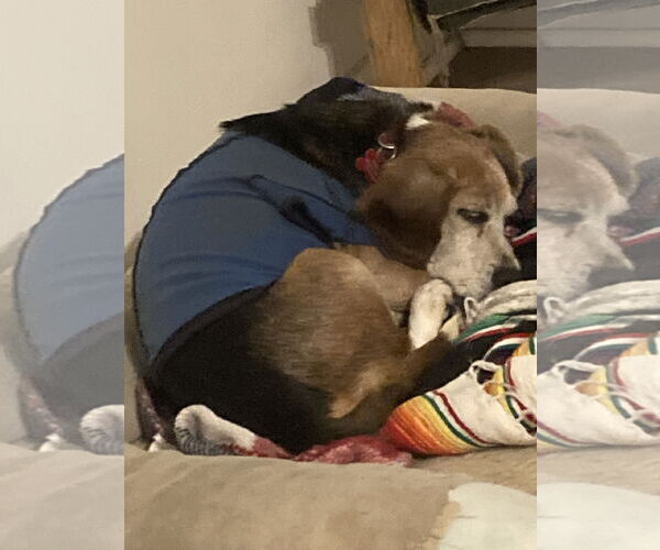 Medium Photo #4 Beagle Puppy For Sale in Tampa, FL, USA