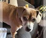 Small #2 Chihuahua Mix