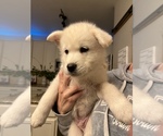 Puppy 6 Samoyed-Siberian Husky Mix