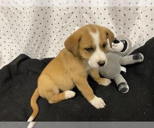 Australian Shepherd-Unknown Mix Dogs for adoption in Modesto, CA, USA