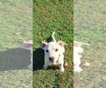 Small #2 Staffordshire Bull Terrier Mix
