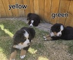Small Photo #4 Bernese Mountain Dog Puppy For Sale in SALMON, ID, USA