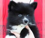 Small Photo #7 Alaskan Klee Kai Puppy For Sale in SEBRING, FL, USA