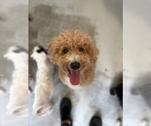 Golden Retriever Dogs for adoption in Studio City, CA, USA