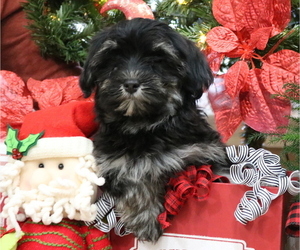 Havanese Puppy for sale in DODD CITY, TX, USA