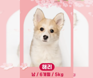 Corgi Inu Dogs for adoption in Agoura Hills, CA, USA