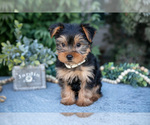 Puppy Vinny Yorkshire Terrier
