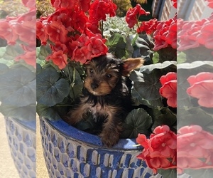 Yorkshire Terrier Puppy for sale in OLATHE, KS, USA