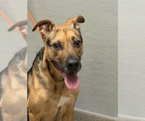 Mutt Dogs for adoption in Las Vegas, NV, USA