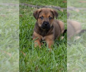 Labrador Retriever-Unknown Mix Dogs for adoption in The Woodlands, TX, USA