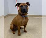 Small American Staffordshire Terrier Mix