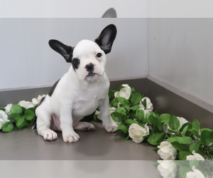 French Bulldog-Frengle Mix Puppy for sale in SHILOH, OH, USA