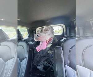 Melanie Rose - Female Mutt Dog for Adoption - Photo #4