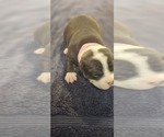 Small Photo #15 American Bully Puppy For Sale in KISSIMMEE, FL, USA
