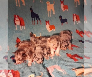 Pomeranian Puppy for sale in BEDIAS, TX, USA