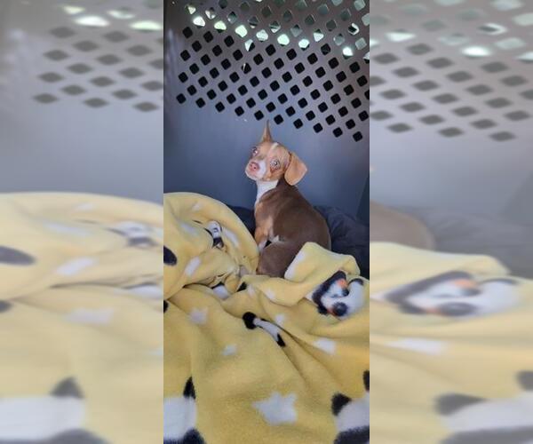 Medium Photo #1 Chihuahua Puppy For Sale in San Antonio, TX, USA