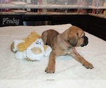 Small Photo #2 Bullmastiff Puppy For Sale in BLACKLICK, OH, USA