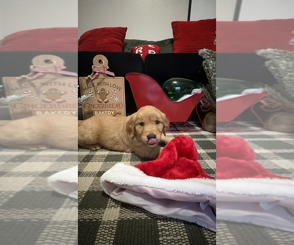 Medium Photo #6 Golden Retriever Puppy For Sale in LAKELAND, FL, USA