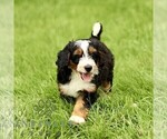 Small #2 Bernedoodle (Miniature)