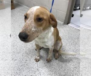 Labrador Retriever-Unknown Mix Dogs for adoption in Conroe, TX, USA