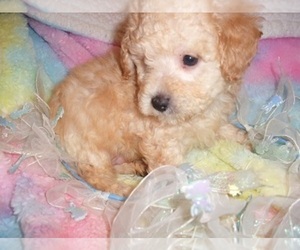 YorkiePoo Puppy for Sale in JACKSON, Mississippi USA