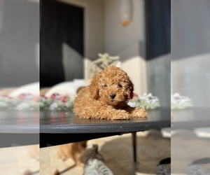 Poodle (Toy) Puppy for Sale in SCOTTSDALE, Arizona USA