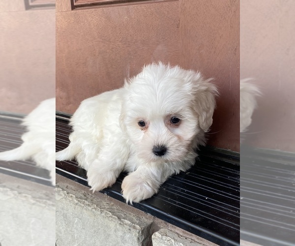 Medium Photo #3 Coton de Tulear Puppy For Sale in CANOGA, NY, USA