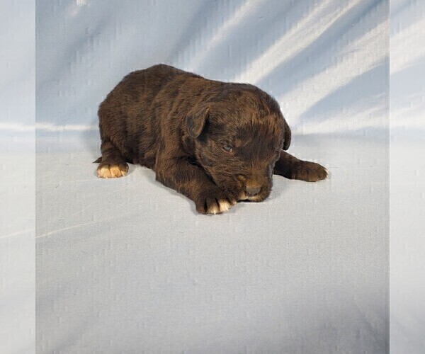 Medium Photo #11 Golden Mountain Dog Puppy For Sale in BLACK FOREST, CO, USA