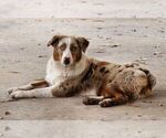 Small Photo #1 Sheprador Puppy For Sale in ATMORE, AL, USA
