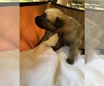 Small Photo #4 Malinois Puppy For Sale in LANCASTER, CA, USA