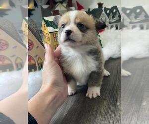 Pembroke Welsh Corgi Puppy for sale in OAKDALE, CA, USA