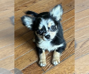 Chihuahua Puppy for sale in NEWVILLE, PA, USA