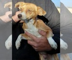 Small #1 Chihuahua Mix